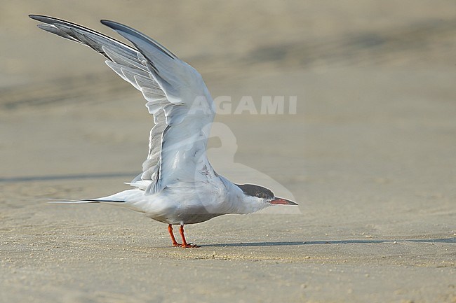 Adult breeding
Galveston Co., TX
April 2016 stock-image by Agami/Brian E Small,