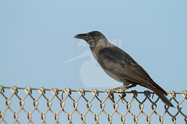House Crow - Glanzkrähe - Corvus splendens, Oman stock-image by Agami/Ralph Martin,