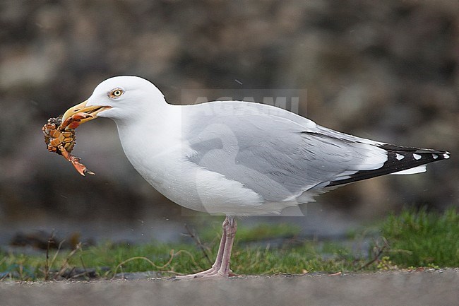 Zilvermeeuw eet een krab; Herring Gull eating a crab stock-image by Agami/Menno van Duijn,