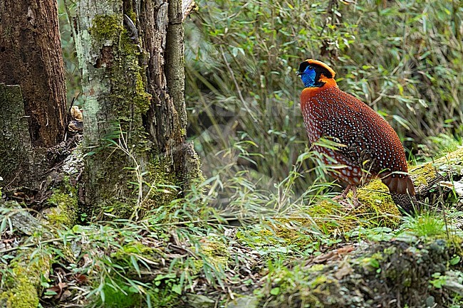 An adult male Temminck’s Tragopan (Tragopan temminckii) in the bamboo forest of Tangjiahe National Nature Reserve stock-image by Agami/Mathias Putze,