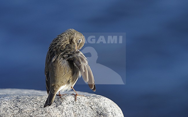 Rock Pipit, (Anthus petrosus littoralis), preening at Helsingør, Denmark stock-image by Agami/Helge Sorensen,