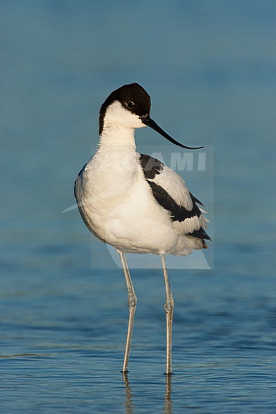 Kluut, Pied Avocet, Recurvirostra avosetta stock-image by Agami/Menno van Duijn,