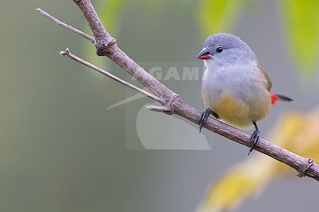 Yellow-bellied waxbill (Coccopygia quartinia) perched on a branch in Tanzania. stock-image by Agami/Dubi Shapiro,