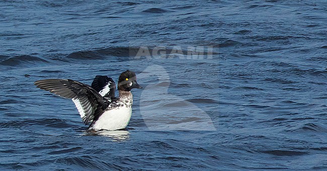 Male Common Goldeneye (Bucephala clangula) in eclipse plumage in the Netherlands. stock-image by Agami/Edwin Winkel,