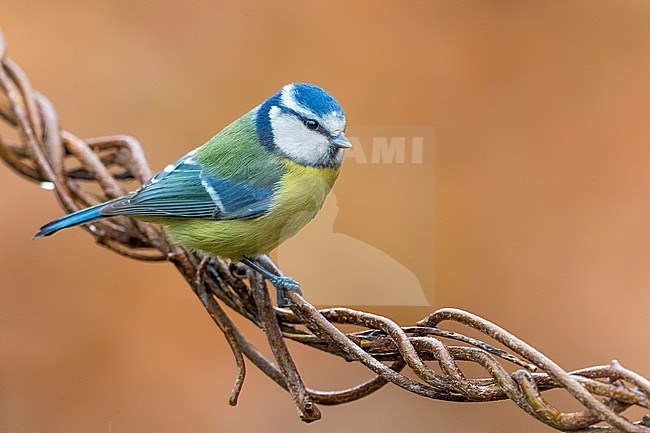 Blue Tit, Cyanistes caeruleus, in Italy. stock-image by Agami/Daniele Occhiato,