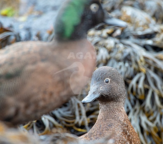 Pair of Campbell Island Teal (Anas nesiotis). Small, flightless, nocturnal species of duck endemic to the Campbell Island, New Zealand. Female in foreground. stock-image by Agami/Marc Guyt,