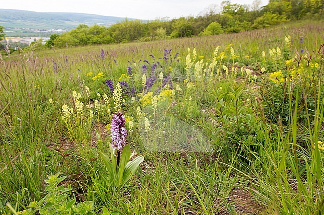Lady orchid; Orchis purpurea stock-image by Agami/Theo Douma,