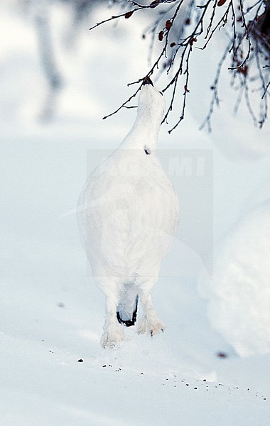Vrouwtje Moerassneeuwhoen in de sneeuw, Female Willow Ptarmigan in snow stock-image by Agami/Markus Varesvuo,