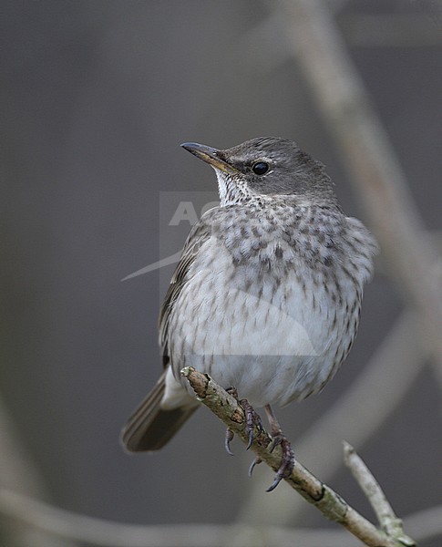 Black-throated Thrush, Turdus atrogularis, adult (4cy) female at Nivå, Denmark stock-image by Agami/Helge Sorensen,