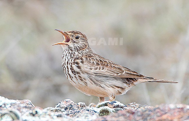 Singing Dupont's Lark, Chersophilus duponti duponti, in steppes around Soria, Spain. stock-image by Agami/Marc Guyt,