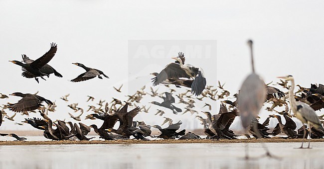 Groep opvliegende Aalscholvers gade geslagen door een Blauwe Reiger; Flock of Great Cormorants (Phalacrocorax carbo) taking off under supervision of a Grey Heron stock-image by Agami/Bence Mate,