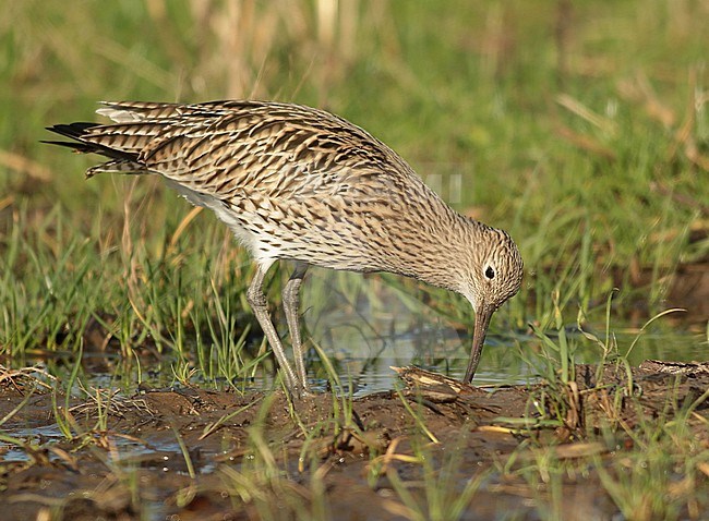 Eurasian Curlew (Numenius arquata) looking for food on an old cornfield. stock-image by Agami/Renate Visscher,