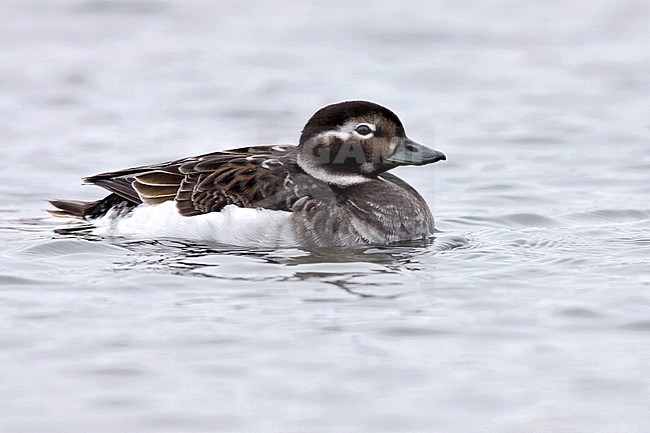 Adult female breeding
Nome Co., AK
June 2009 stock-image by Agami/Brian E Small,