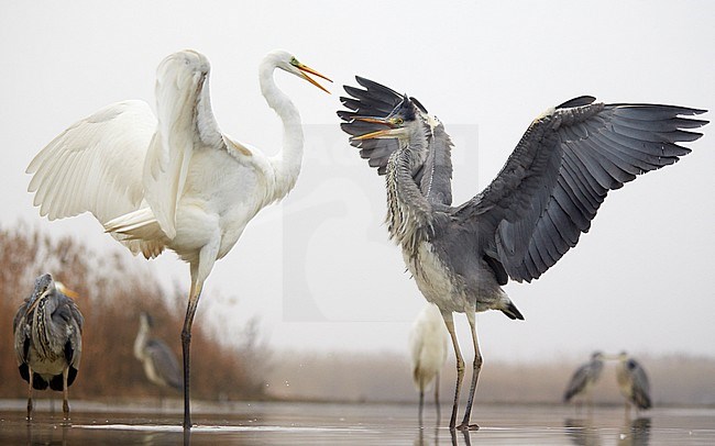 Great White Egret (Egretta alba) Hungary January 2014 and Grey Heron (Ardea cinerea) fighting over food stock-image by Agami/Markus Varesvuo,