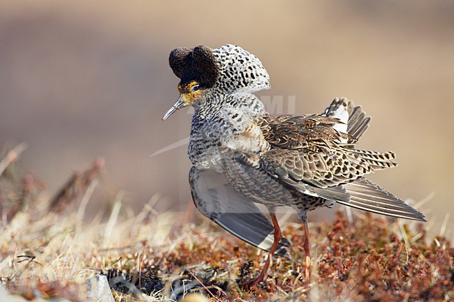 Kemphaan, Ruff, Philomachus pugnax stock-image by Agami/Jari Peltomäki,