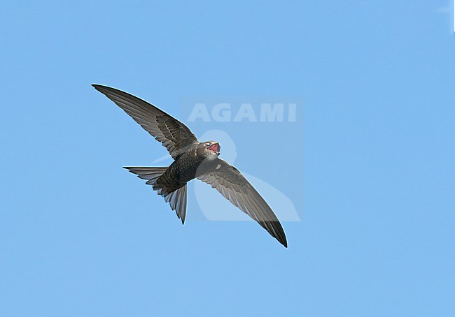 In flight feeding and hunting Common Swift (Apus apus) catching an insect with its bill wide open in blue sky showing underside stock-image by Agami/Ran Schols,