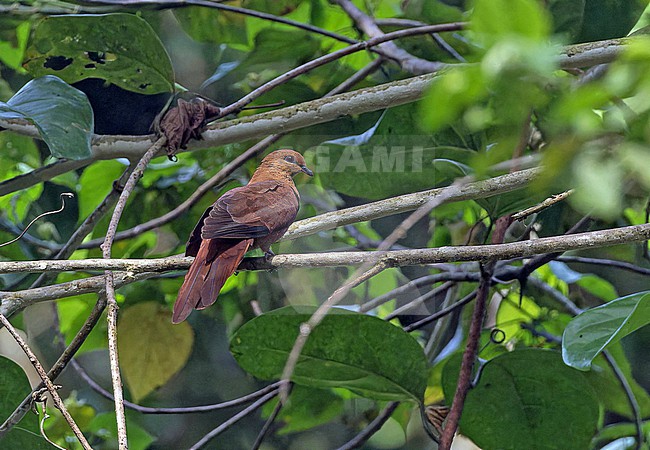 MacKinlay's Cuckoo-Dove (Macropygia mackinlayi) in the Solomon Islands. stock-image by Agami/Pete Morris,