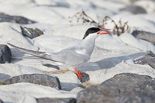 Adult Arctic Tern (Sterna paradisaea) near the breeding colony site. stock-image by Agami/David Monticelli,