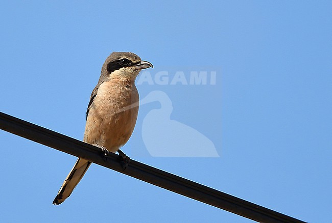  stock-image by Agami/Eduard Sangster,