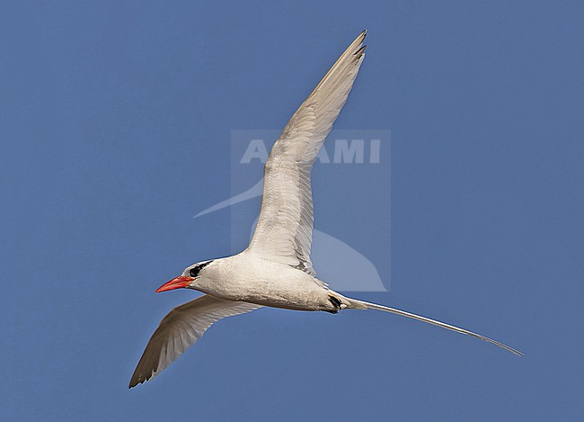 Adult Red-billed Tropicbird (Phaethon aethereus mesonauta) at sea off the Galapagos Islands, part of the Republic of Ecuador. stock-image by Agami/Pete Morris,