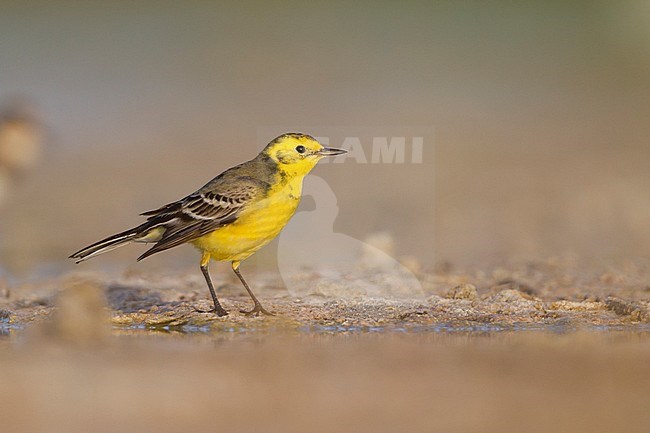Citrine Wagtail - Zitronenstelze - Motacilla citreola, Oman stock-image by Agami/Ralph Martin,