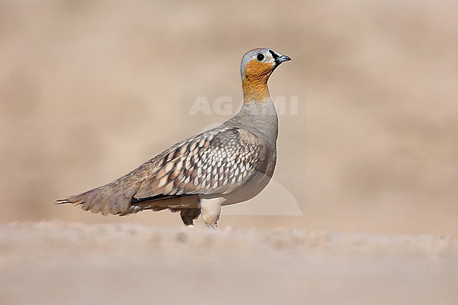 Crowned Sandgrouse (Pterocles coronatus) male taken at  Salalah - Oman stock-image by Agami/Aurélien Audevard,