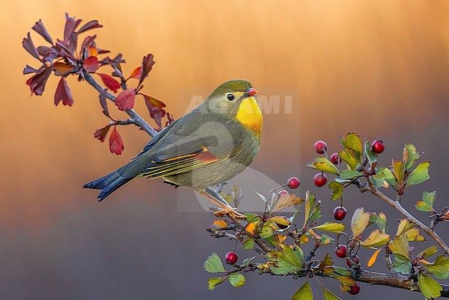 Introduced Red-billed Leiothrix (Leiothrix lutea) in Italy. stock-image by Agami/Daniele Occhiato,