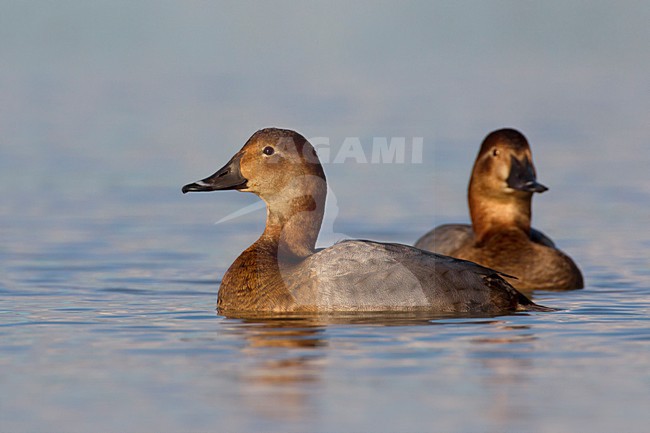 Vrouwtje Tafeleend; Female Common Pochard stock-image by Agami/Daniele Occhiato,