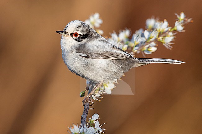 Sardinian Warbler (Sylvia melanocephala), side view of a leucistic male perched on a Blackthorn branch, Campania, Italy stock-image by Agami/Saverio Gatto,