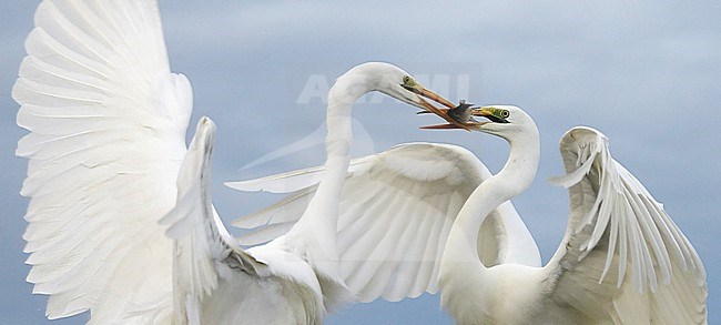 Two fighting Great Egrets (Egretta alba). Fighting over a fish. stock-image by Agami/Markus Varesvuo,
