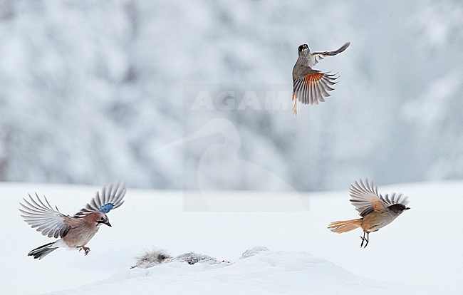 Jay (Garrulus glandarius) and Siberian Jay (Perisoreus infaustus) Kuusamo Finland November 2019 stock-image by Agami/Markus Varesvuo,