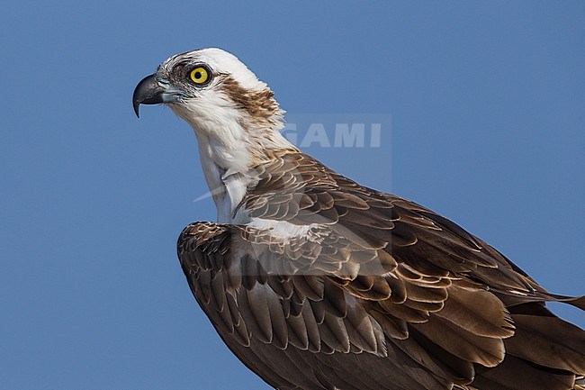 Osprey (Pandion haliaetus), Closeup, Qurayyat, Muscat Governorate, Oman stock-image by Agami/Saverio Gatto,