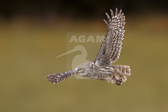 Little Owl (Athene noctua) in Italy. stock-image by Agami/Daniele Occhiato,