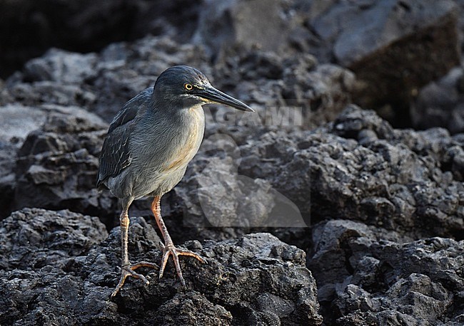 Endemic Lava Heron (Butorides sundevalli) on the Galapagos islands. Adult hunting along the rocky coast line. stock-image by Agami/Laurens Steijn,