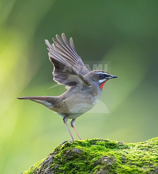 Male Siberian Rubythroat (Luscinia calliope) perched in riverine habitat in a rural part of southeast China. stock-image by Agami/Marc Guyt,