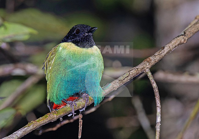 Eastern Hooded Pitta (Pitta novaeguineae) perched on a branch in Papua New Guinea. Roosting at night. stock-image by Agami/Pete Morris,