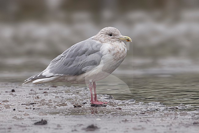 Adult winter Glaucous-winged Gull
(Larus glaucescens) sitting in Arhus, Jutland, Denmark. stock-image by Agami/Vincent Legrand,