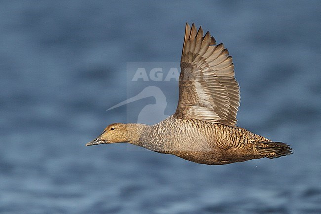 Common Eider (Somateria mollissima) flying in Churchill, Manitoba, Canada. stock-image by Agami/Glenn Bartley,