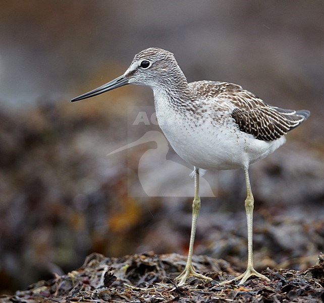 Juveniele Groenpootruiter; Juvenile Greenshank stock-image by Agami/Markus Varesvuo,