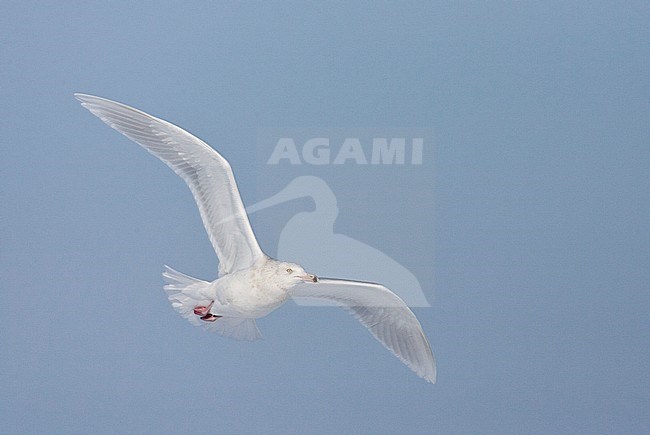 Vliegende Grote Burgemeester; Flying Glaucous Gull (Larus hyperboreus) stock-image by Agami/Marc Guyt,