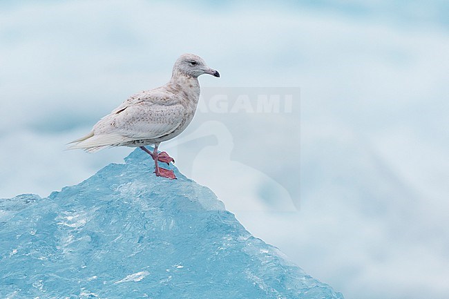Glaucous Gull (Larus hyperboreus leuceretes), side view of a juvenile standing on an iceberg, Western Region, Iceland stock-image by Agami/Saverio Gatto,