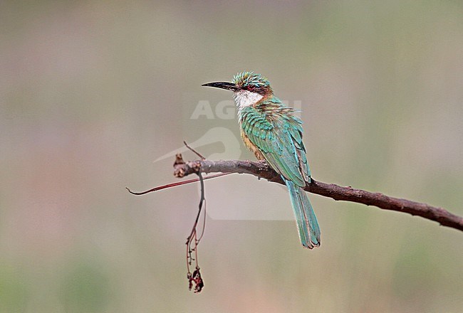 Somali bee-eater (Merops revoilii) stock-image by Agami/Pete Morris,