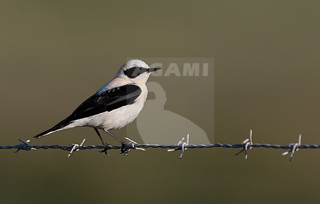 Western Black-eared Wheatear, Oenanthe hispanica (male), at Bolonia, Andalucia, Spain stock-image by Agami/Helge Sorensen,