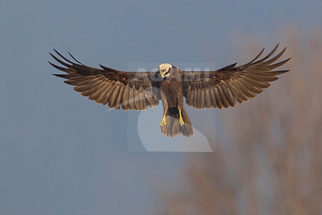 Bruine Kiekendief;  Marsh Harrier stock-image by Agami/Daniele Occhiato,