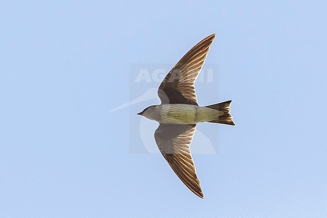 Eerste winter Purperzwaluw, First winter Purple Martin stock-image by Agami/Vincent Legrand,