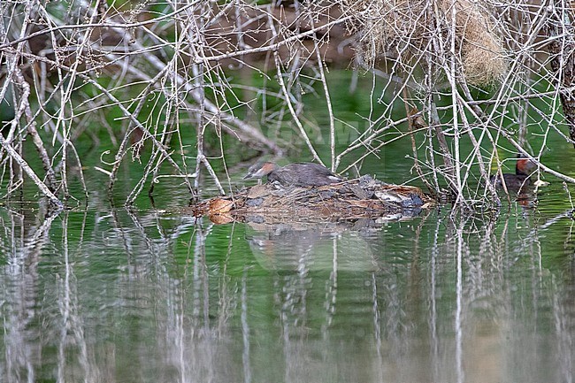 Madagascan Grebe (Tachybaptus pelzelnii) in a freshwater lake near Perinet, Madagascar. Adult sitting on it’s nest. stock-image by Agami/Marc Guyt,