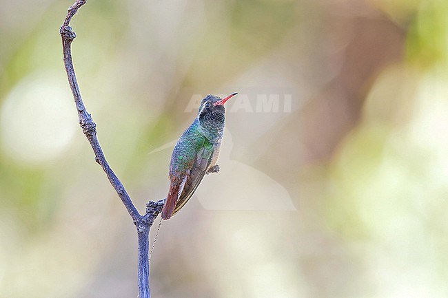 Male Xantus's Hummingbird, Basilinna xantusii, in Western Mexico. stock-image by Agami/Pete Morris,
