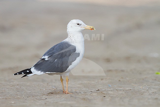 Heuglins Meeuw, Heuglin's Gull, Larus heuglini Oman, adult stock-image by Agami/Ralph Martin,
