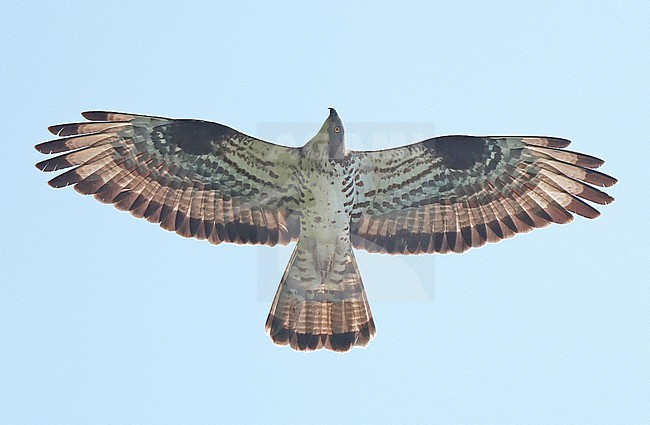 European Honey Buzzard (Pernis apivorus), adult male in flight, showing underwings. stock-image by Agami/Fred Visscher,
