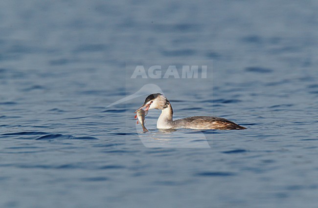 Fuut in winterkleed heeft een prooi, een gevangen baars in zijn snavel ; Winterplumage Great Crested Grebe with freshly caught fisch in its bill stock-image by Agami/Ran Schols,